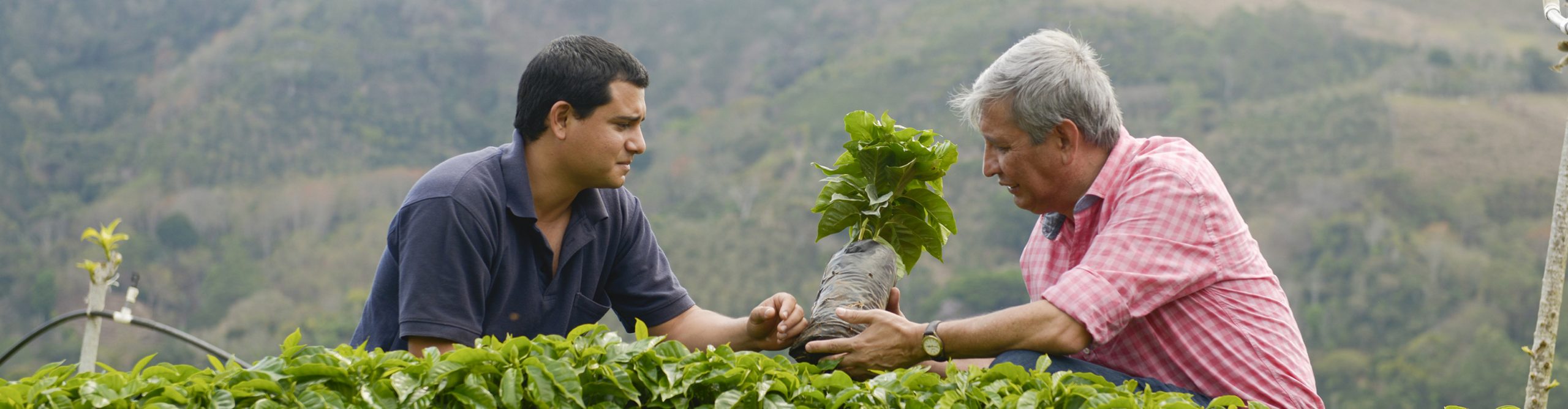 Två män på en odling