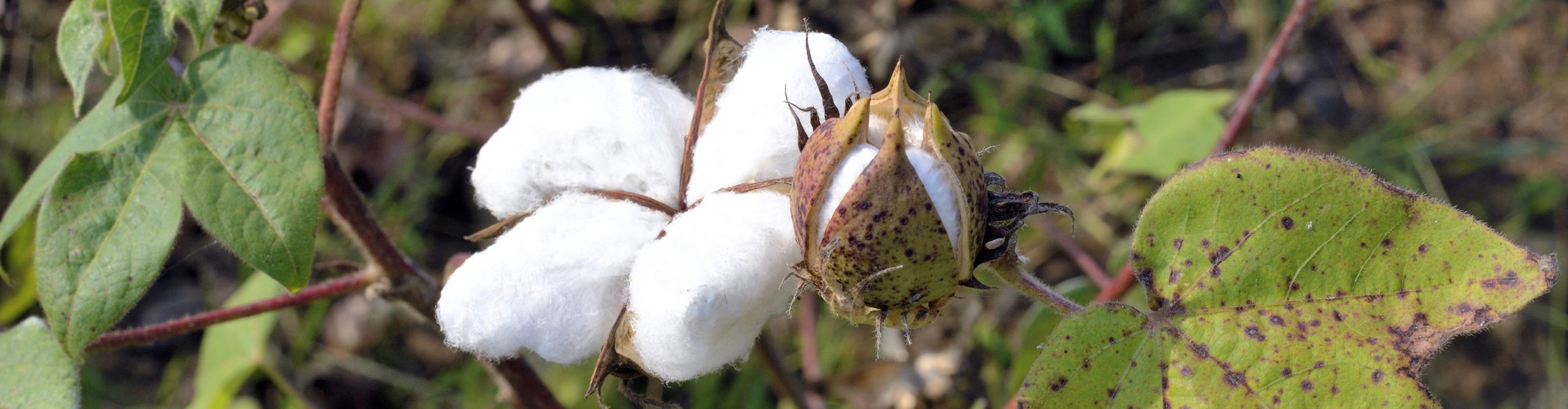 Bomullsplanta