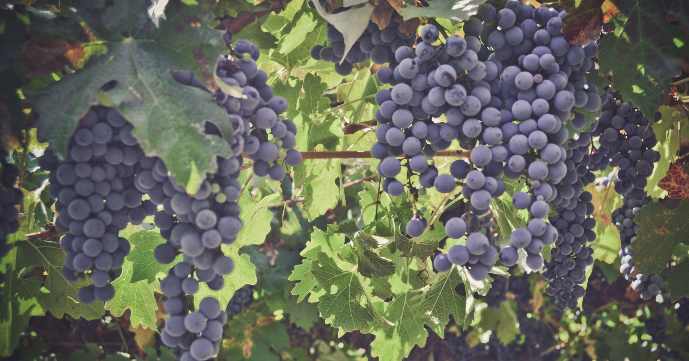 Vinkooperativet som byggde ett samhälle