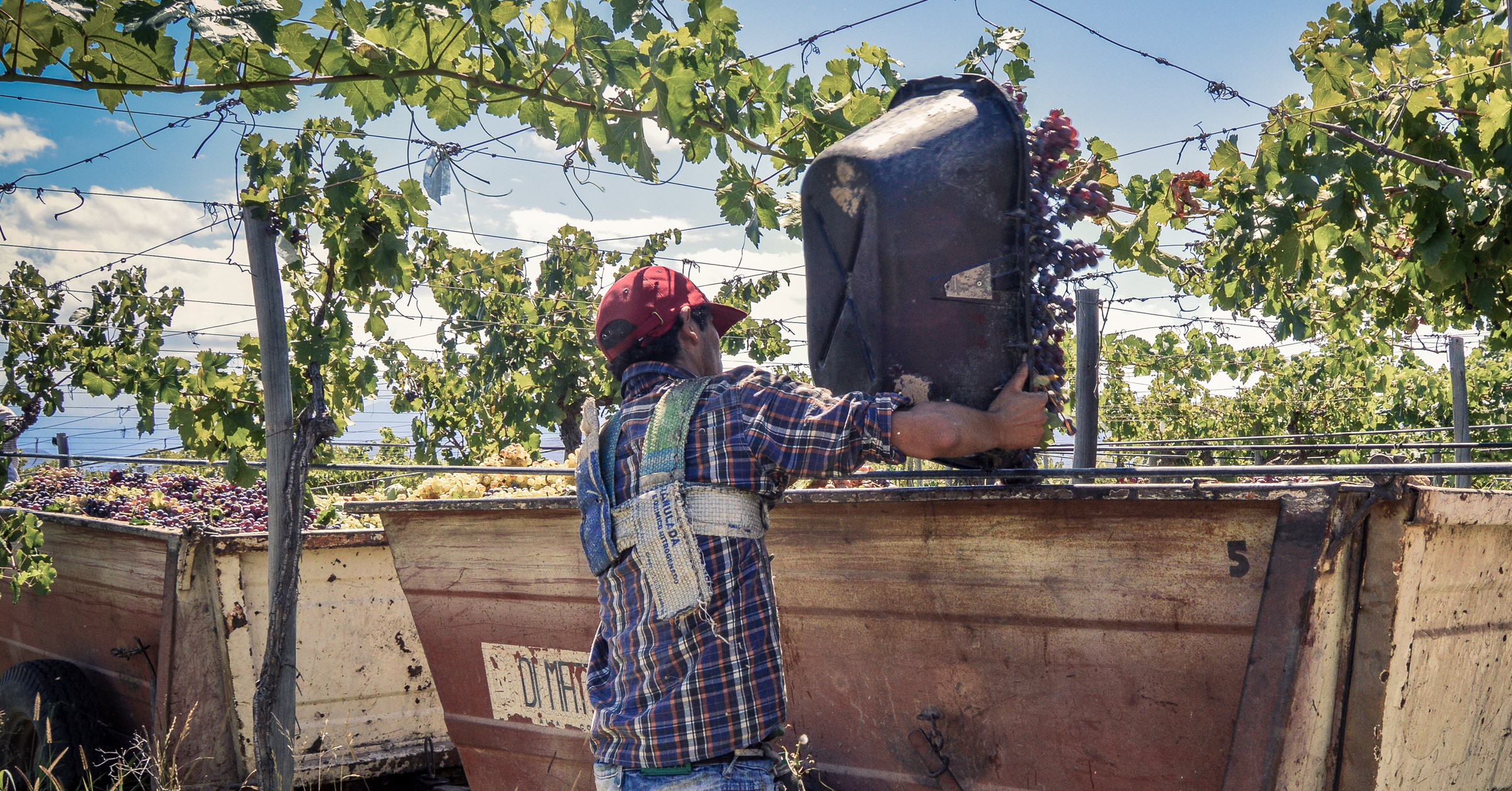 En man skördar druvor på en vinodling i västra Argentina.