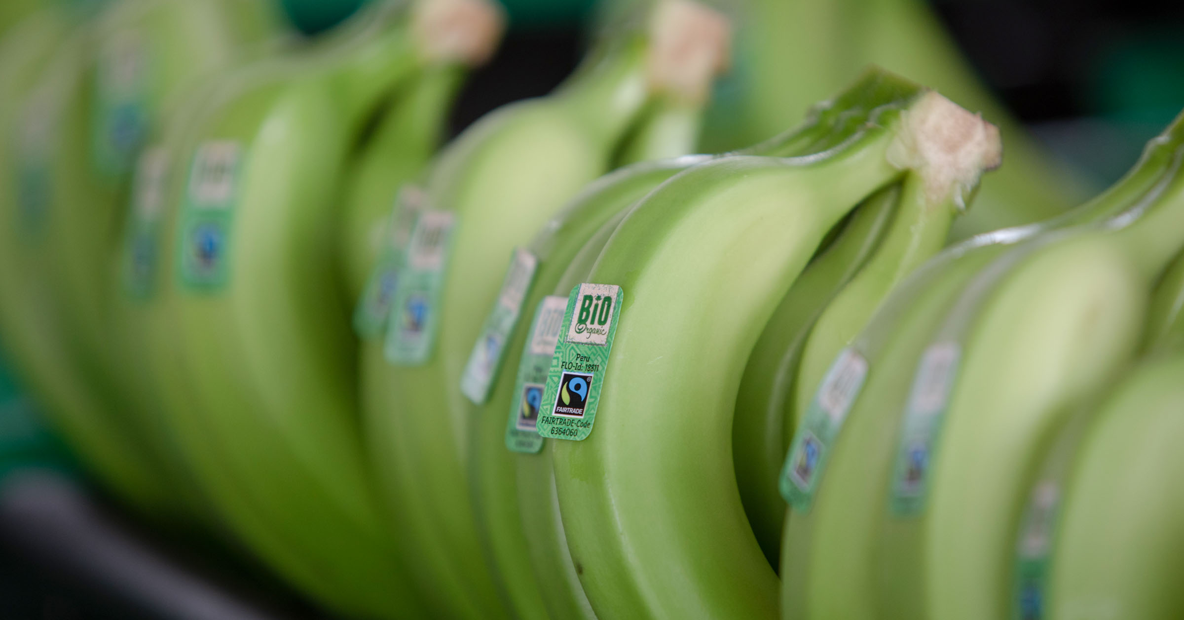Tryggare familjeekonomi i kristider bland Fairtrade-odlare visar ny studie