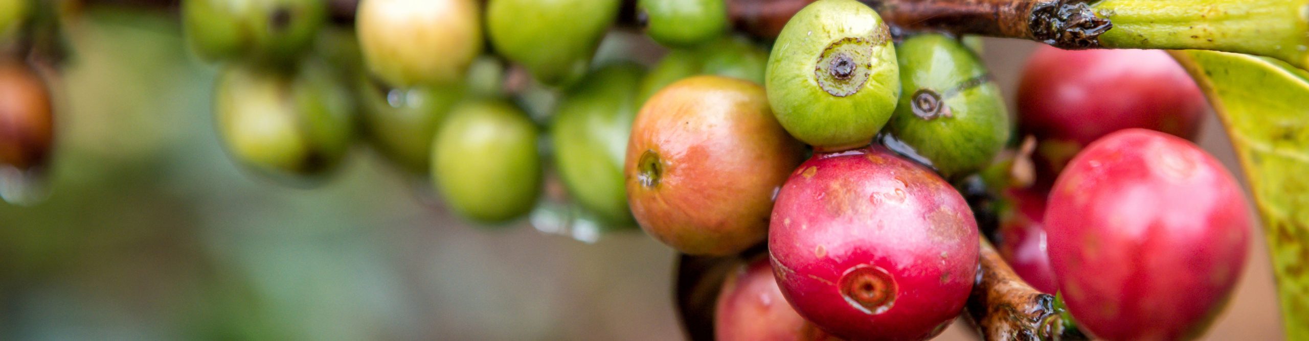 Kaffebär på en gren. Finns det någon framtid för kaffe?