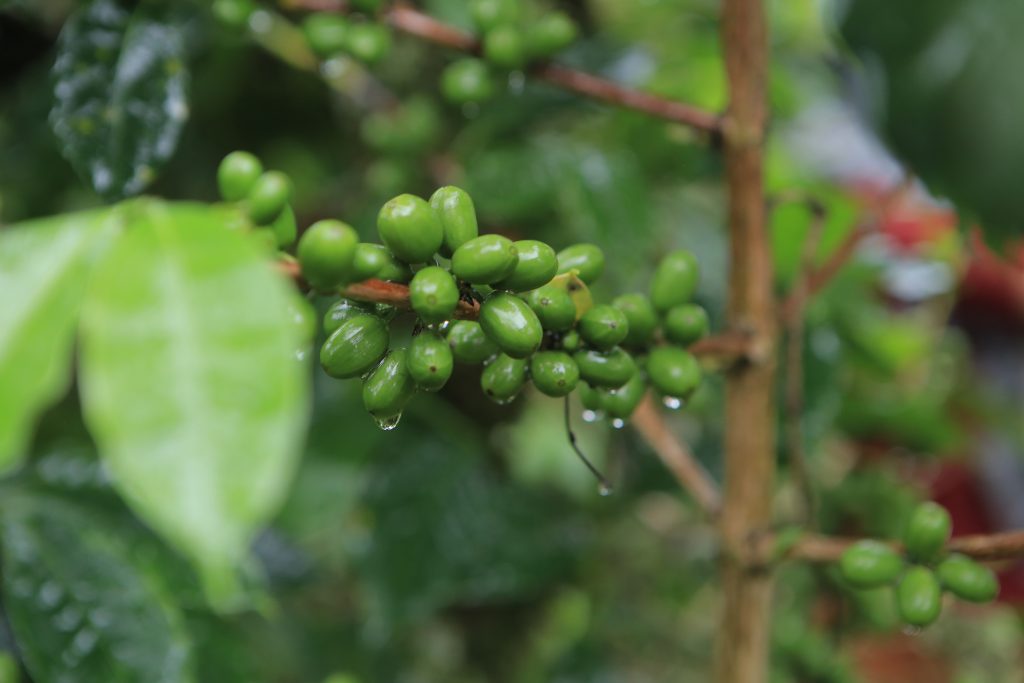 Kaffebuske från Indonesien, fotograf Denisyah Putra