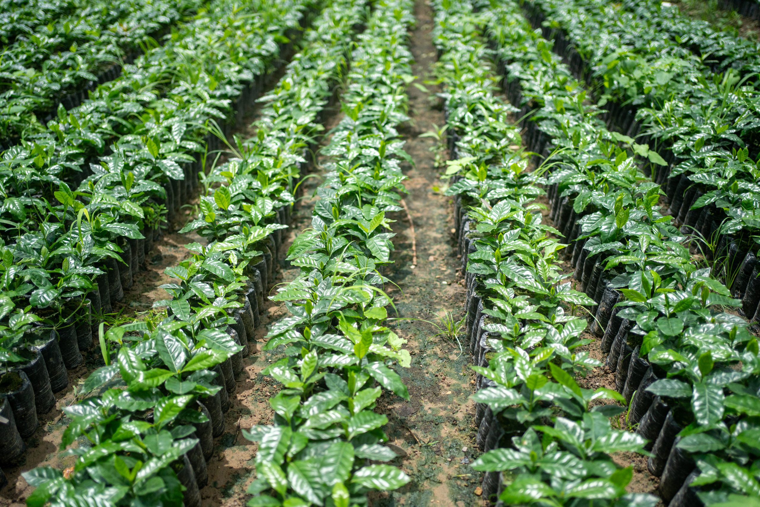 Vem ska betala för klimatanpassningen?