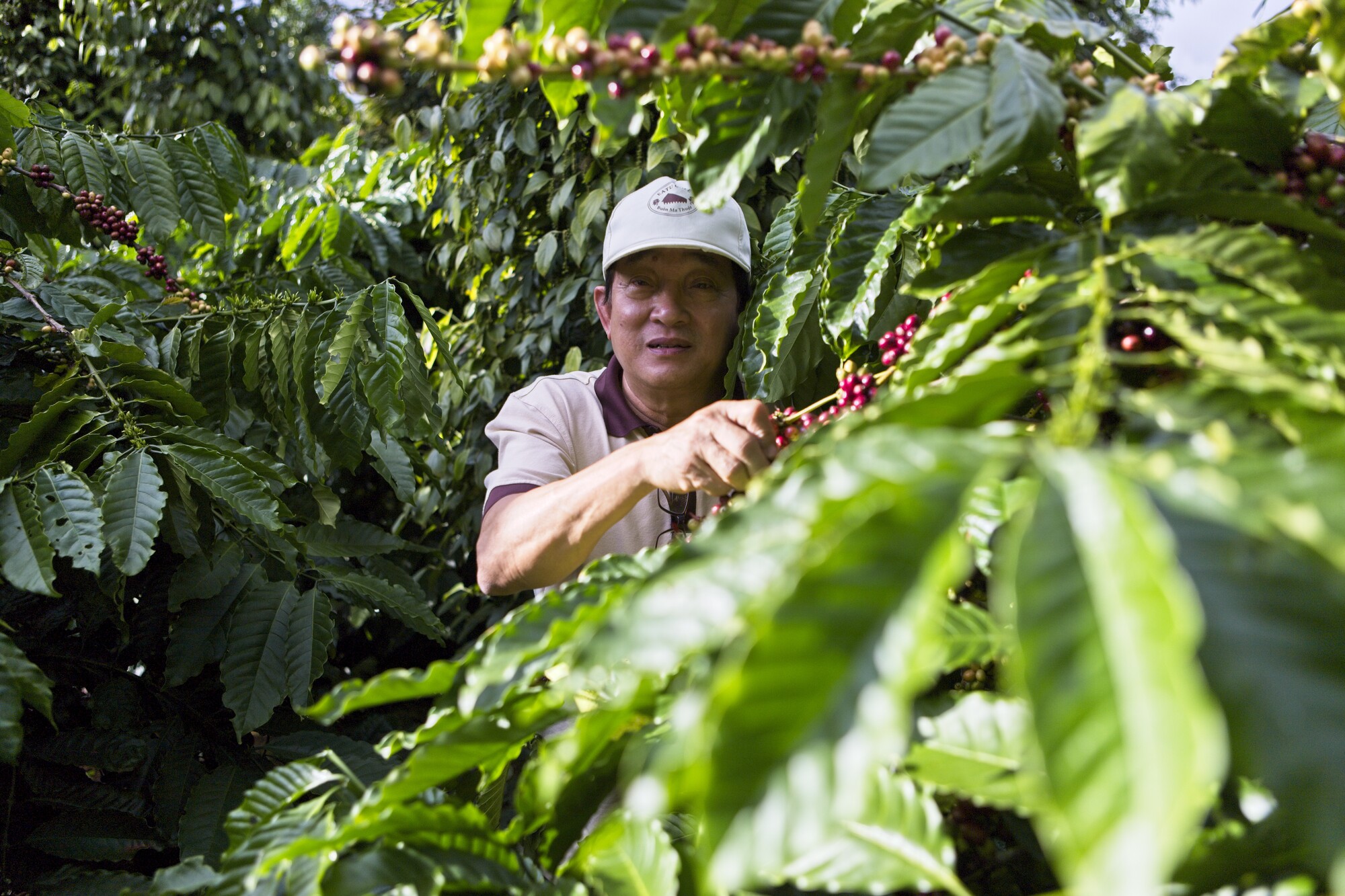 Bättre betalt och schysstare villkor – det säger forskningen om Fairtrade