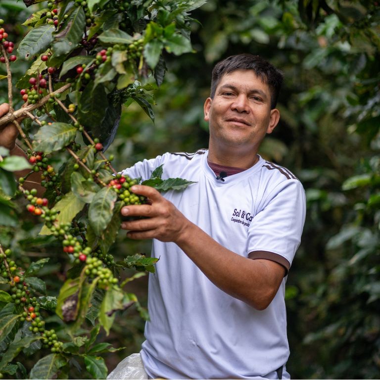 Manlig kaffeodlare bland buskar i Peru